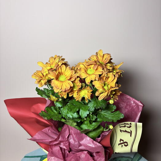 Хризантема цветущая в горшке в подарок лучи солнца