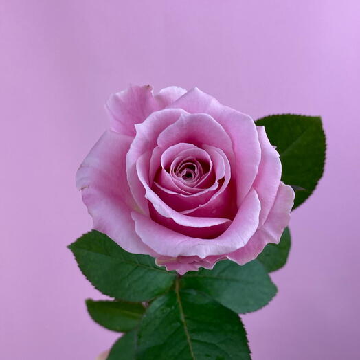 Pink rose Pink avalanche