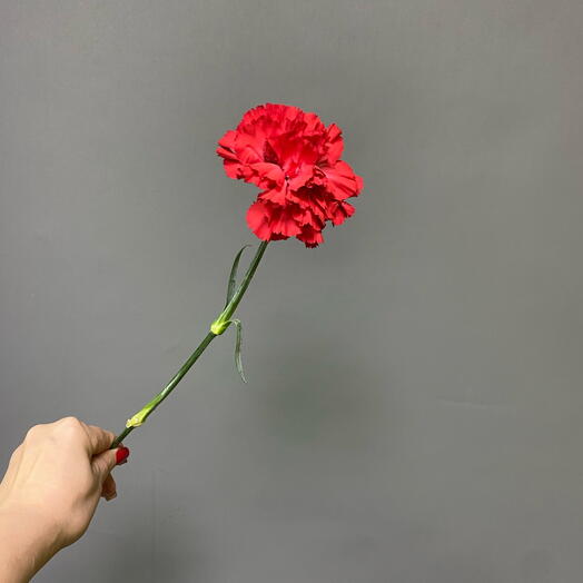 Гвоздика красная