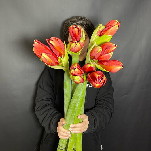 Потрясающие красные амариллисы