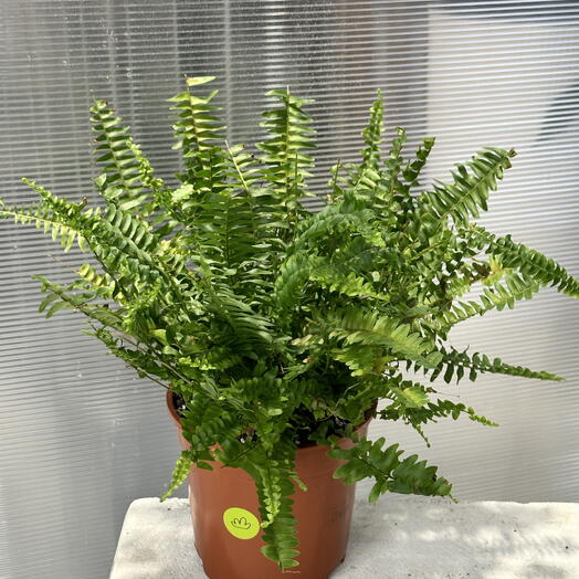 Папоротник Нефролепис крупный