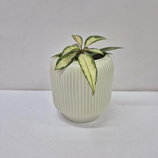 Хойя триколор