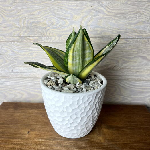 Сансевиерия Ханни в керамическом горшке