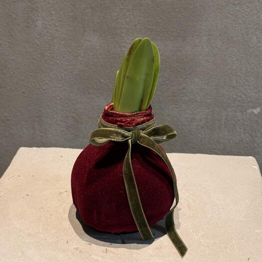 Луковица амариллиса в воске бархатная