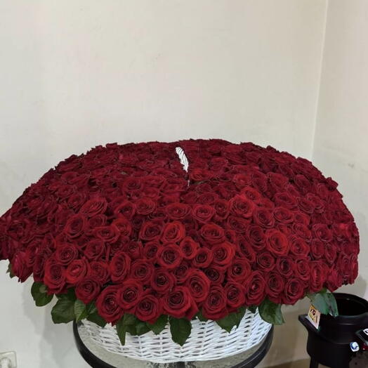 Мама Миа 501 роза