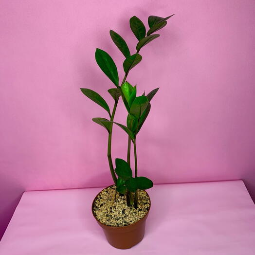 Замиокулькас мини