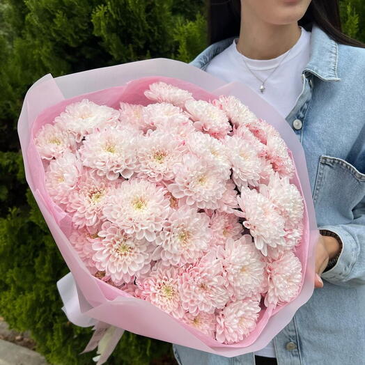 Розовые хризантемы