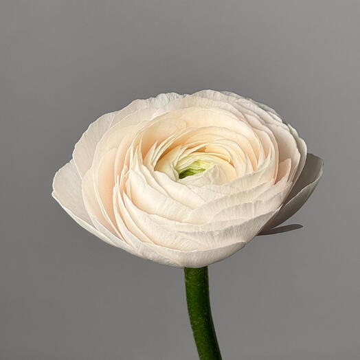 Ранункулюс «Растим»