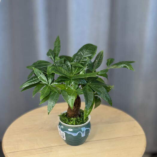 Пахира Акватика в керамике