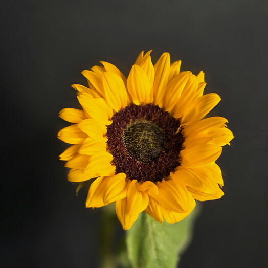 Girasole / girasole / girasole