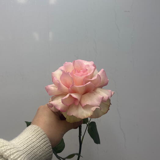 Французская Роза 🌹