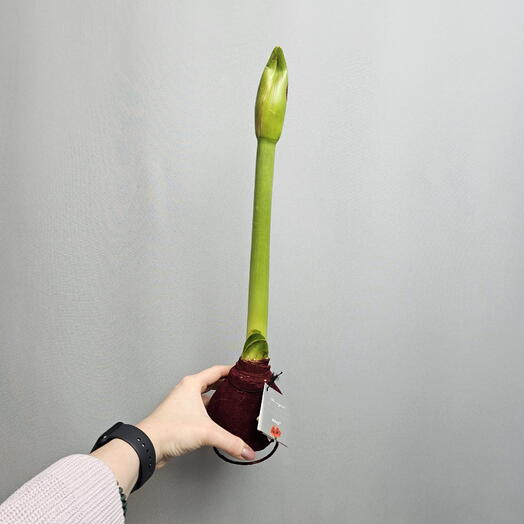 Луковица амариллиса в бархате