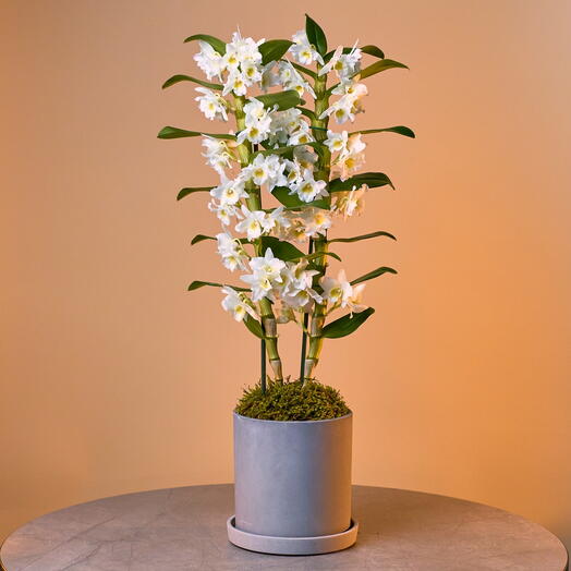 Орхидея дендробиум