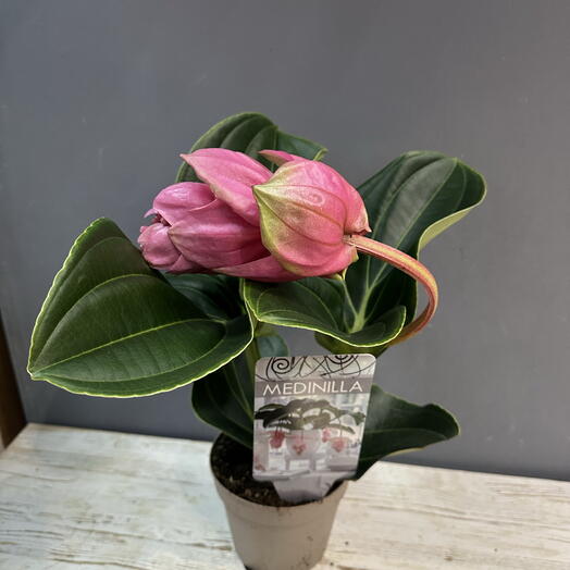 Мединилла магнифика - нереальной красоты тропический цветок