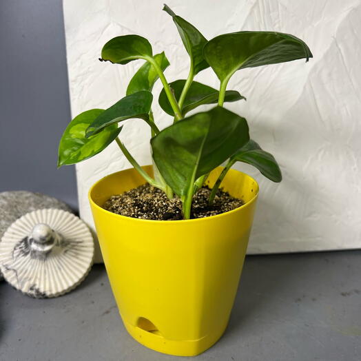 Комнатное растение Эпипремнум в желтом кашпо