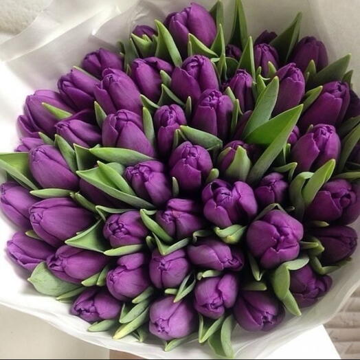 Фиолетовые тюльпаны 51