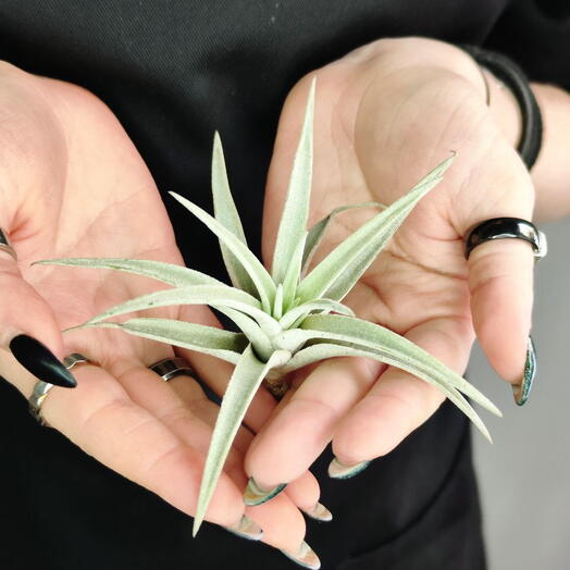 Тилландсия Капитата Пинч (Tillandsia Capitata Peach)