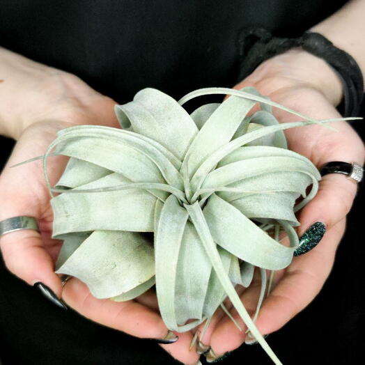 Тилландсия Ксерографика (Tillandsia Xerographica)