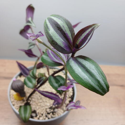 Композиция из двух традесканций