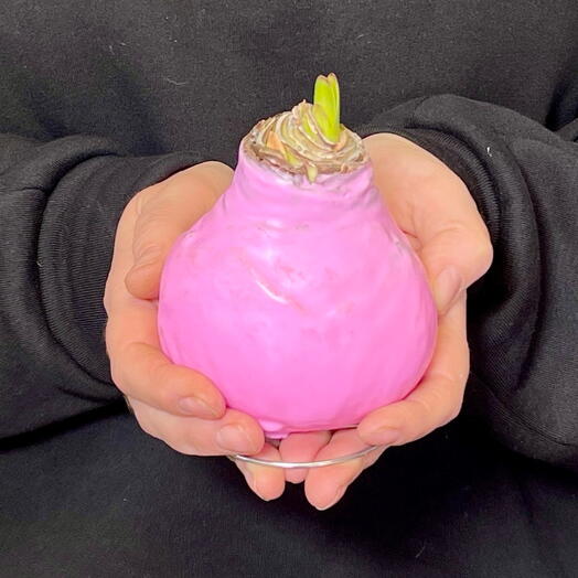 Луковица амариллиса в розовом воске