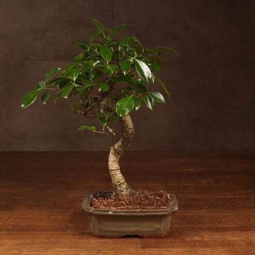 Бонсай Фикус 40 см