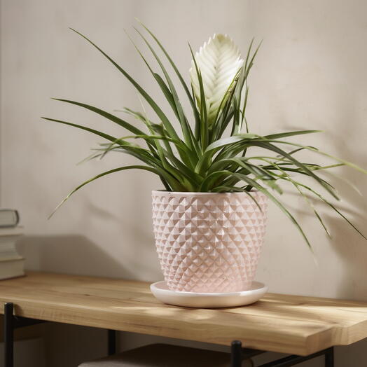 Тилландсия  белая очень редкая в розовом горшке, высота 30 см