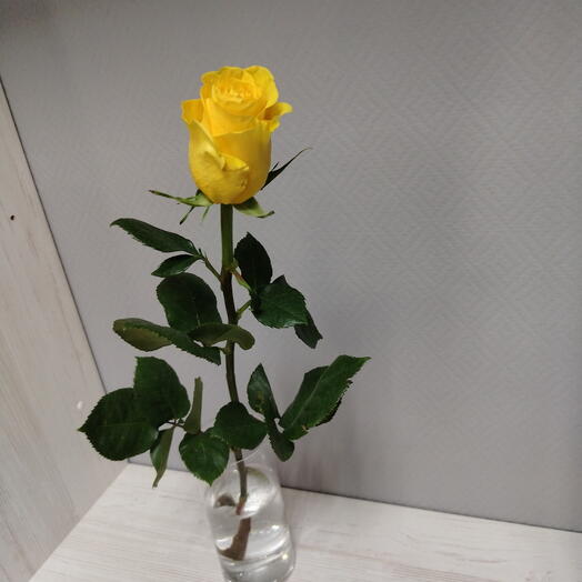 Роза жёлтая