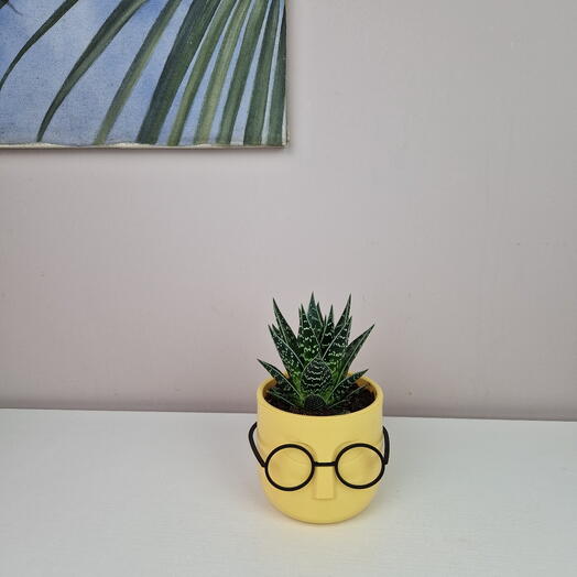 Алоэ сорт Тики-тахи в горшке с очками