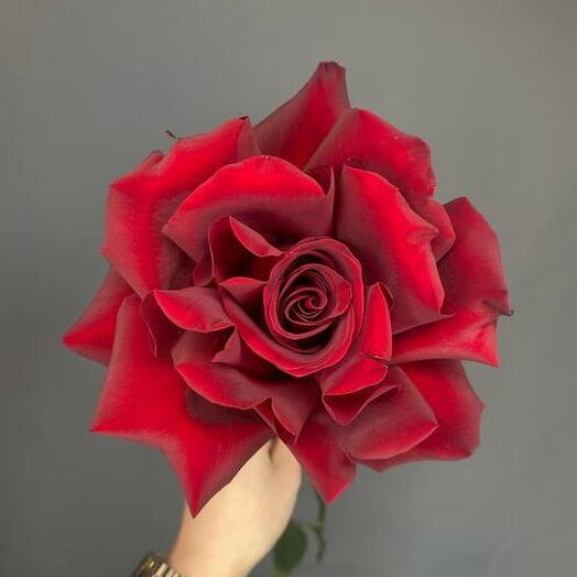 Французская Роза «Red»