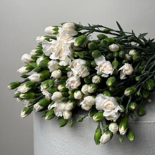 Диантус кустовой (пачка 20 шт)