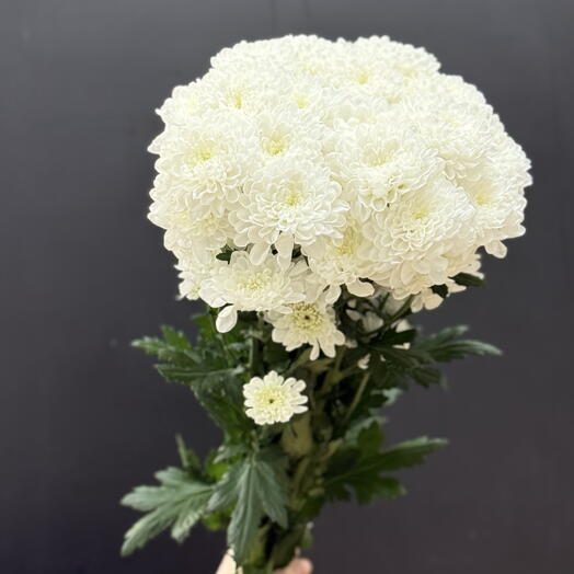 Пачка хризантема кустовая белая  (5 шт)