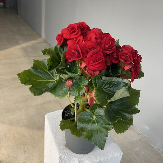 BEGONIA BRIGHT RED ярко красная пышная бегония
