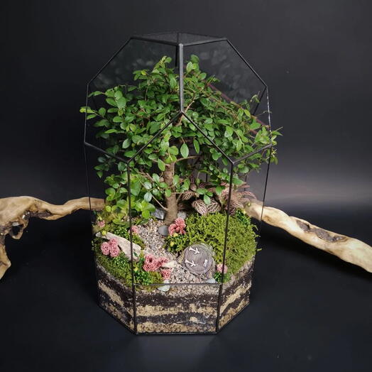 Флорариум с деревом бонсай зелкова "Хоббит"