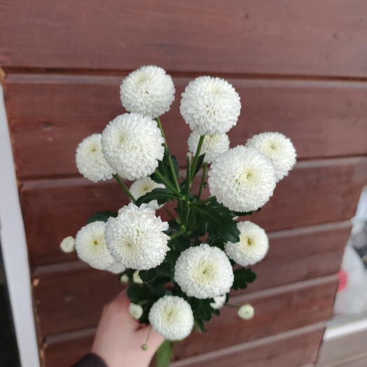 Хризантемы 🌸