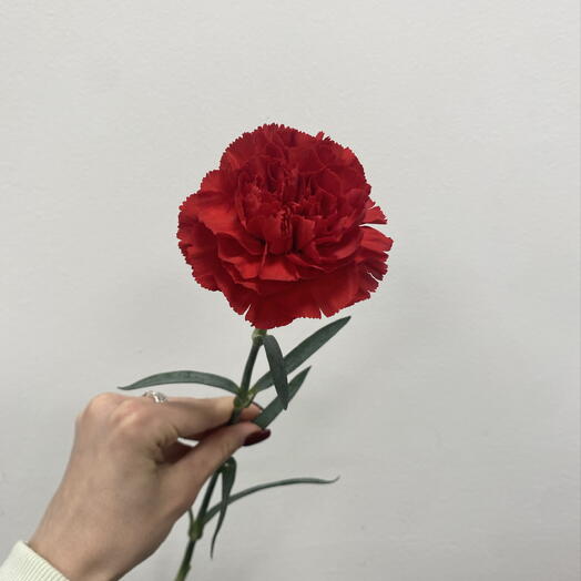 Красная гвоздика