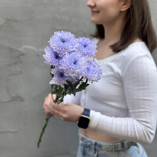 Хризантема фиолетовая