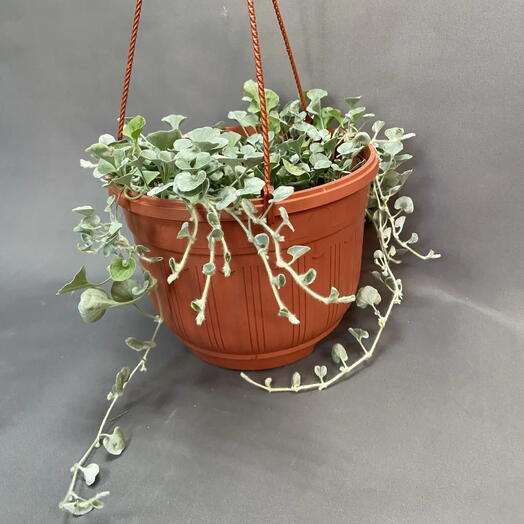 Дихондра / Dichondra / серебристая