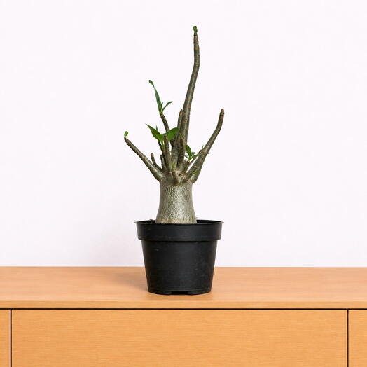 Adenium Baobab