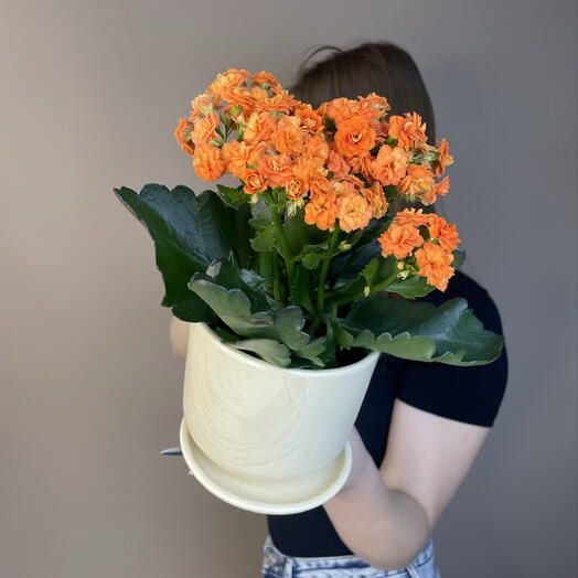 Горшечное растение Каланхое 🧡 в керамическом кашпо