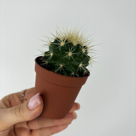 Эхинокактус Гузони 🌵