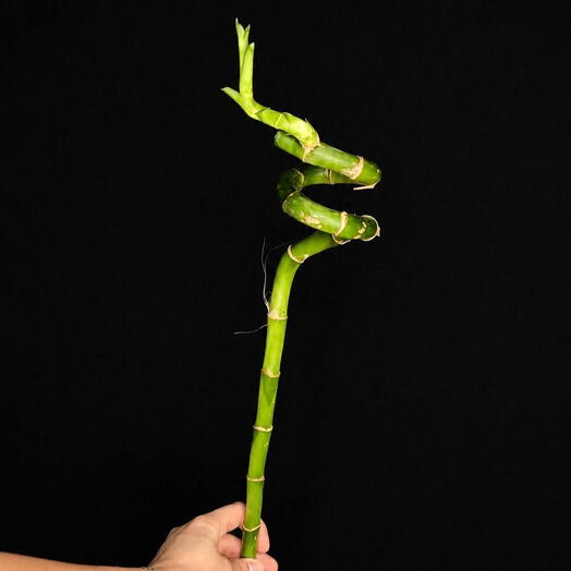 dracaena bamboo