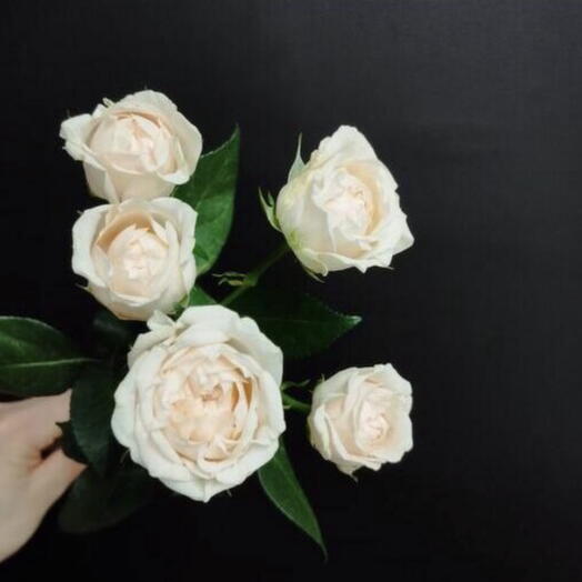 Creamy spray rose