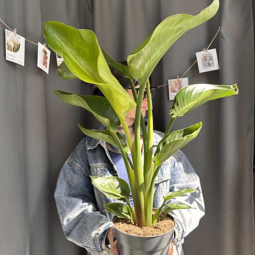 Стрелиция Николая d17 h70