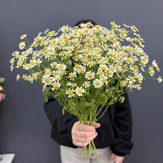 7 кустовых полевых ромашек🌼💭💕