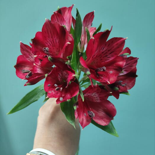 🌹🌹🌹Альстромерия ярко-розовая