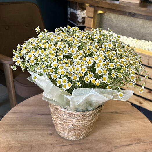 Ромашки в плетеной корзине