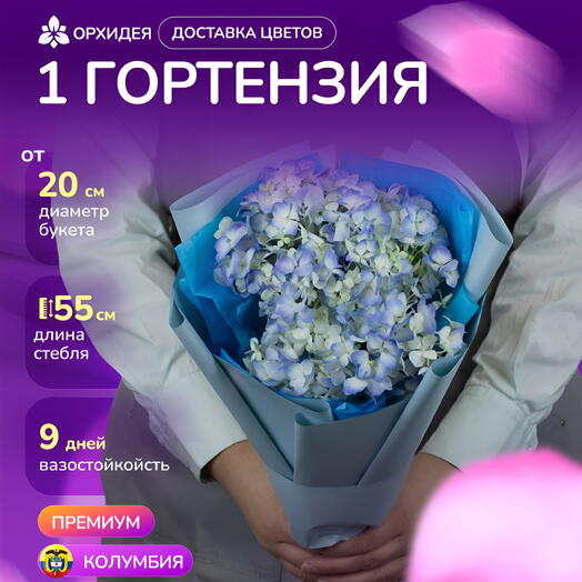 1 голубая Гортензия