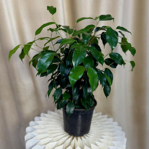Фикус Бенджамина 🌱
