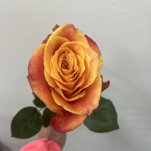 Роза Orange