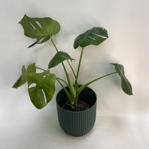 Монстера деликатесная / Monstera deliciosa